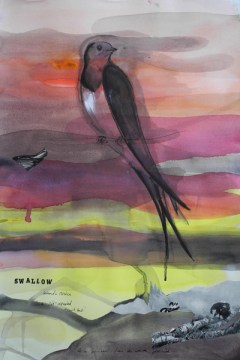 swallow